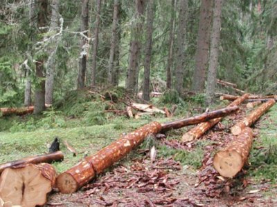 Policija uhapsila dvojicu Gradiščana dok su bespravno sjekli šumu