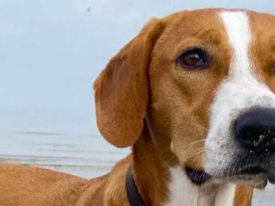 Pas ugrizao muškarca, osumnjičena vlasnica