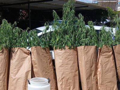 Uhvaćen kako zalijeva indijsku konoplju, predao im bure i teglu sa marihuanom