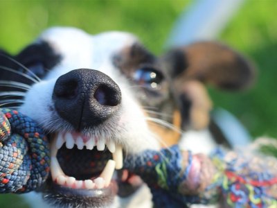 Psi u Banjaluci i Laktašima izgrizli muškarca i pse