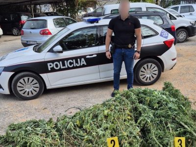 Čitluk: U plasteniku pronašli 50 kg droge