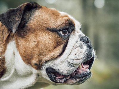 Pas u Goraždu napao dječaka (8), nanio mu povrede po glavi i tijelu