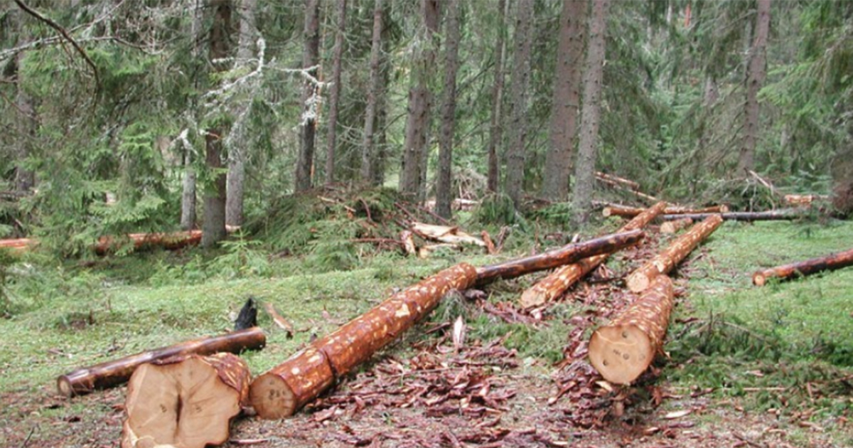 Policija uhapsila dvojicu Gradiščana dok su bespravno sjekli šumu