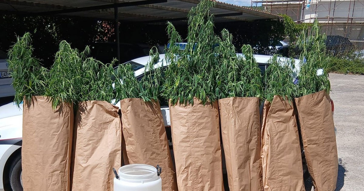 Uhvaćen kako zalijeva indijsku konoplju, predao im bure i teglu sa marihuanom