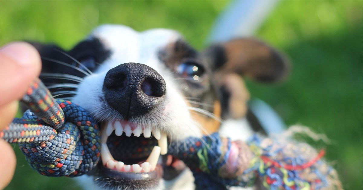 Psi u Banjaluci i Laktašima izgrizli muškarca i pse